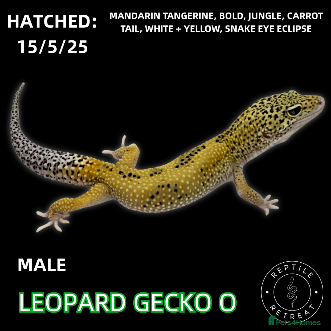 Leopard Gecko reptiles LEOPARD GECKOS (Hatchlings,Juvenile,Adult )  - Advert 1