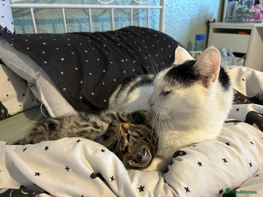 Domestic Shorthair cats for sale: Very loving tabby kitten ready now  - Image 6