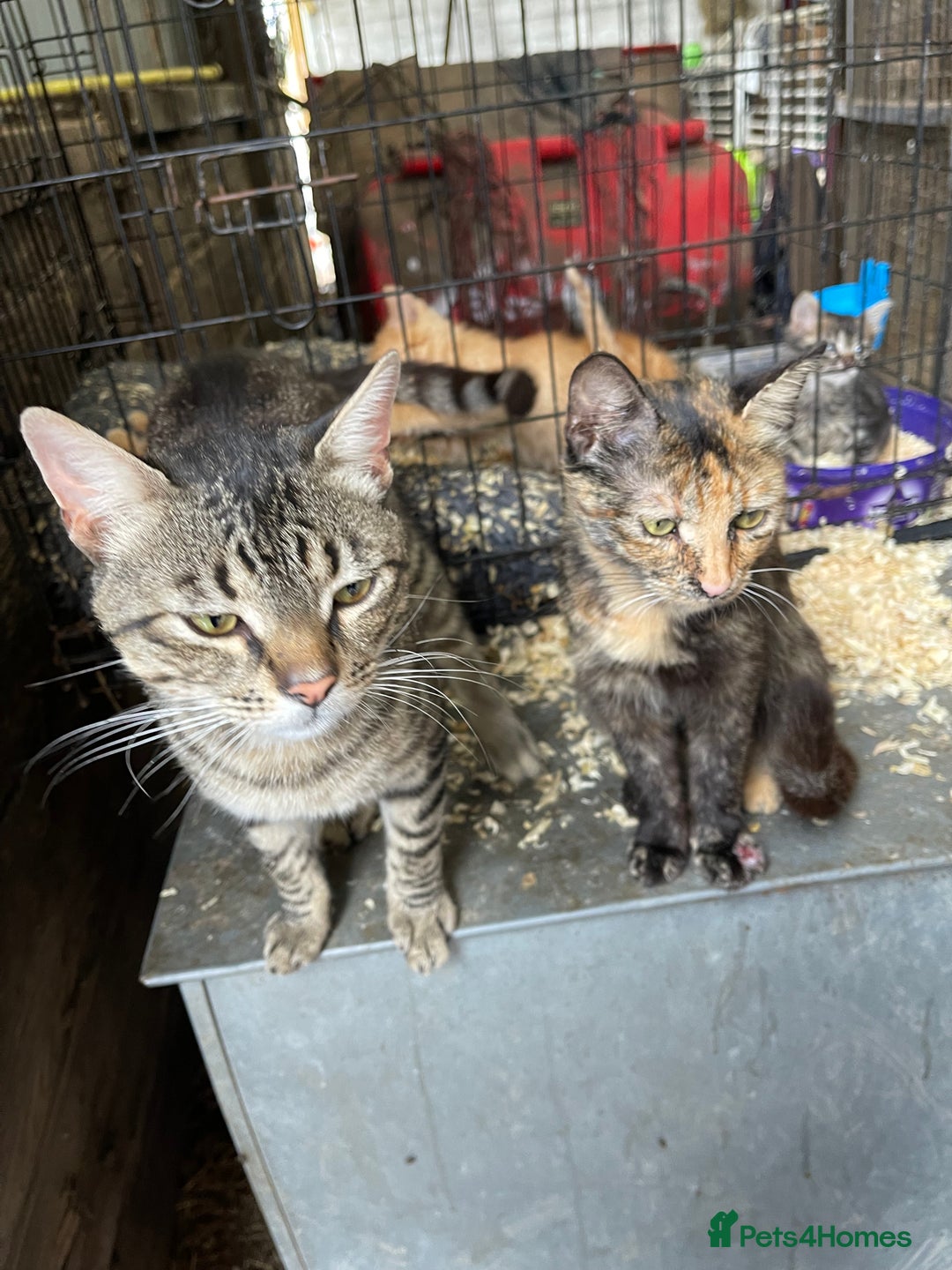 Mixed Breed cats for sale: Farm cats  - Image 7