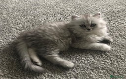 Persian cats for sale: One gorgeous, cheeky, loving little boy left  - Image 4
