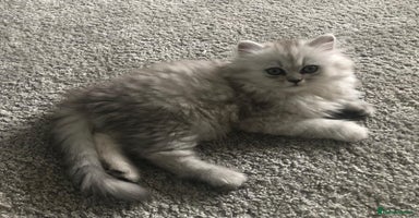Persian cats - Advert 2