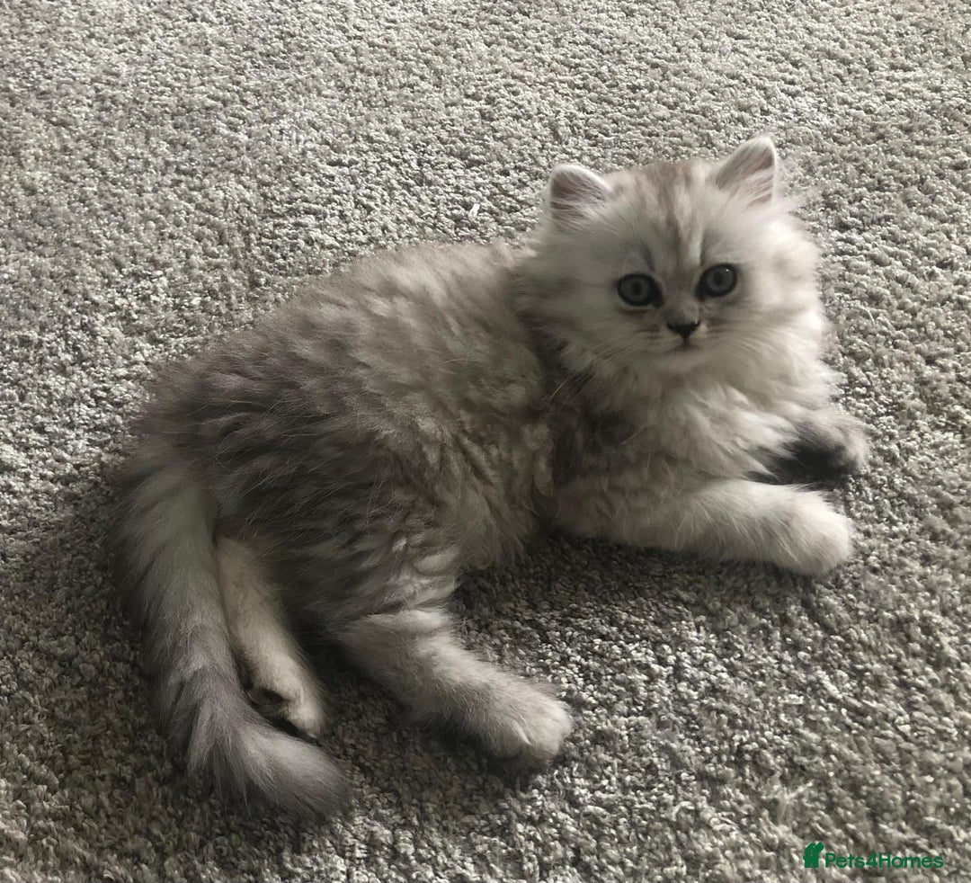 Persian cats for sale: One gorgeous, cheeky, loving little boy left  - Image 4