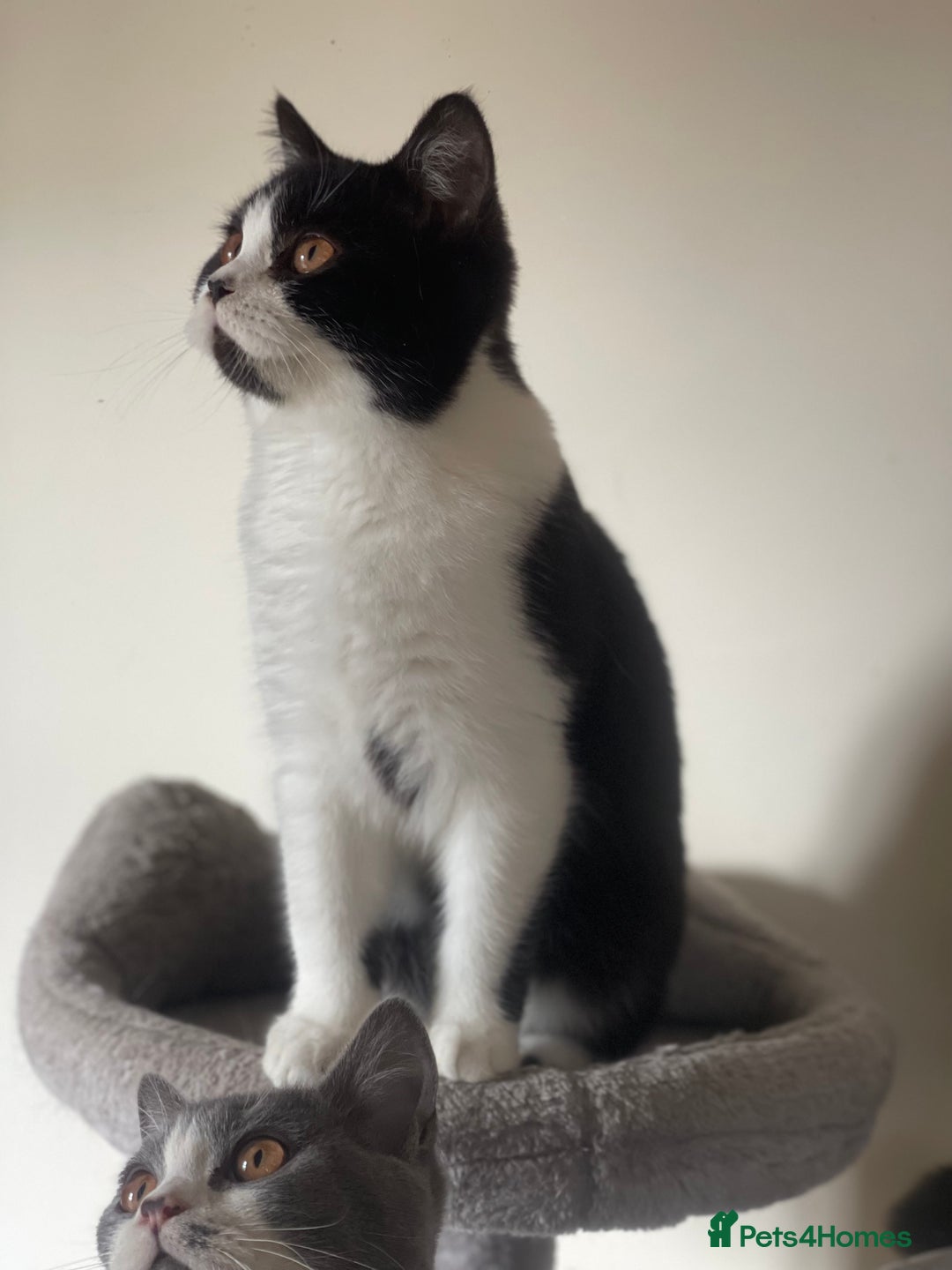 British Shorthair cats for sale: GCCF Pedigree Kittens - Castrated and ready now - Advert 5