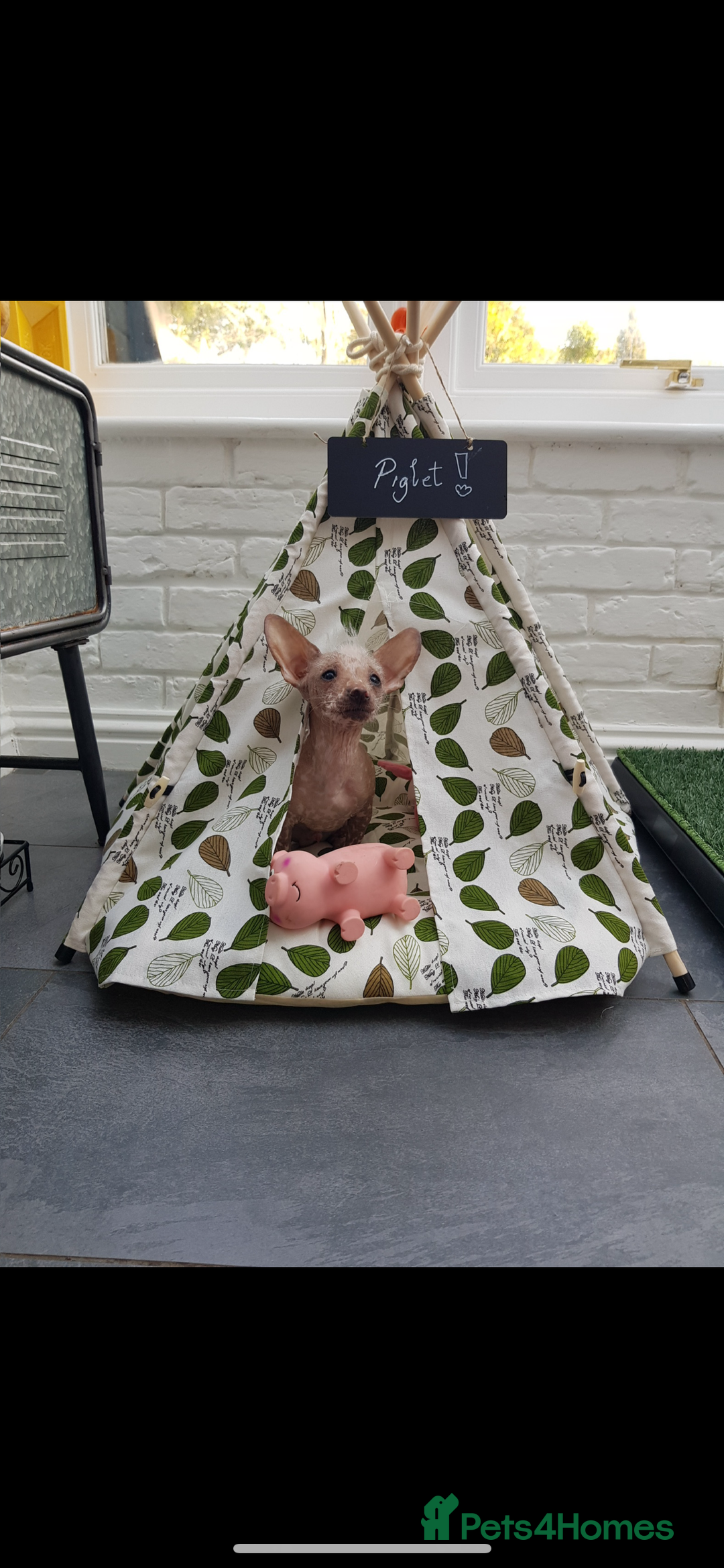 Chinese Crested dogs for stud: Chinese crested  - Advert 6