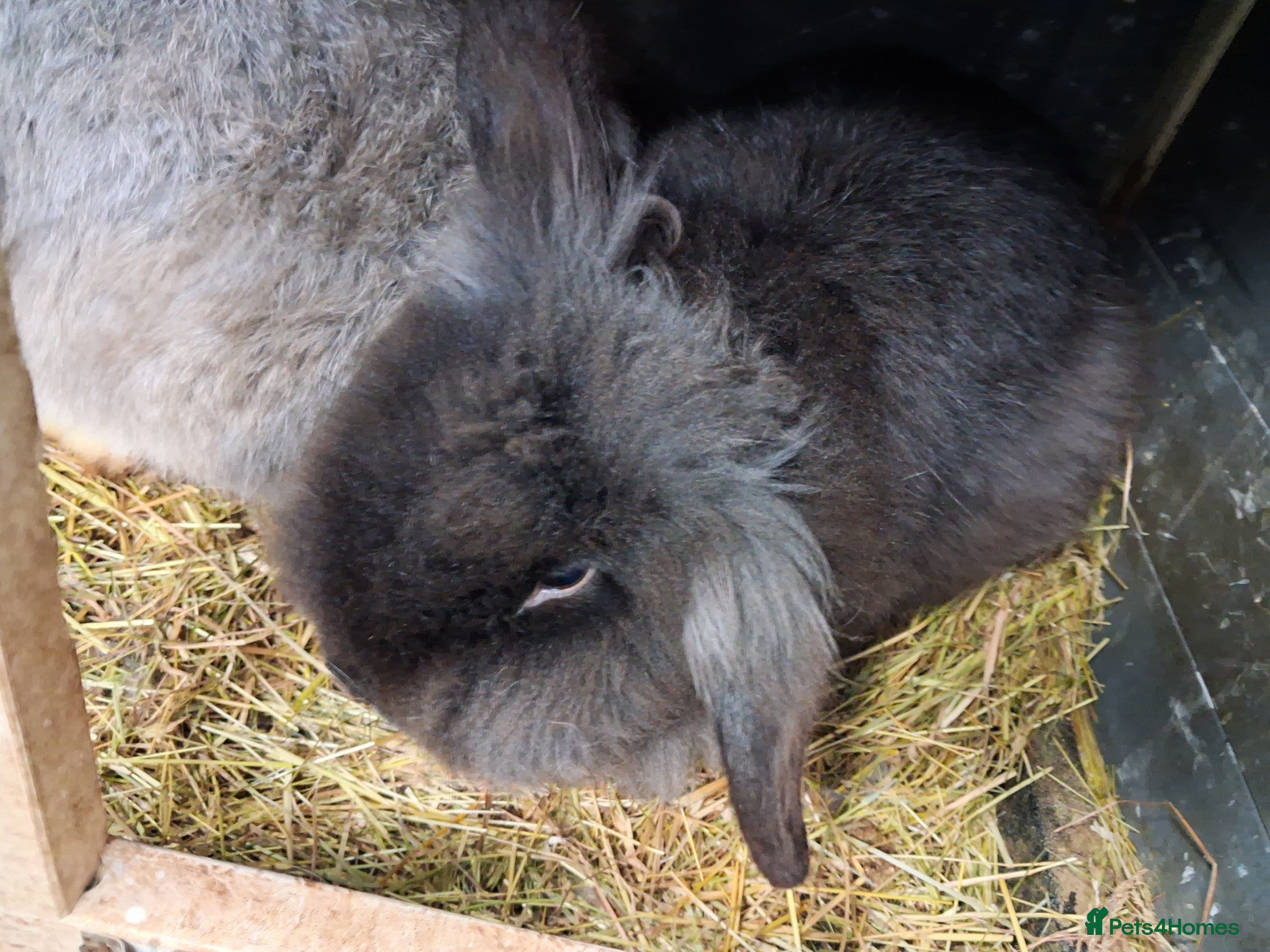 Lionhead rabbits Male Lionhead - Advert 10