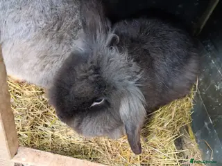 Lionhead rabbits Male Lionhead - Advert 10