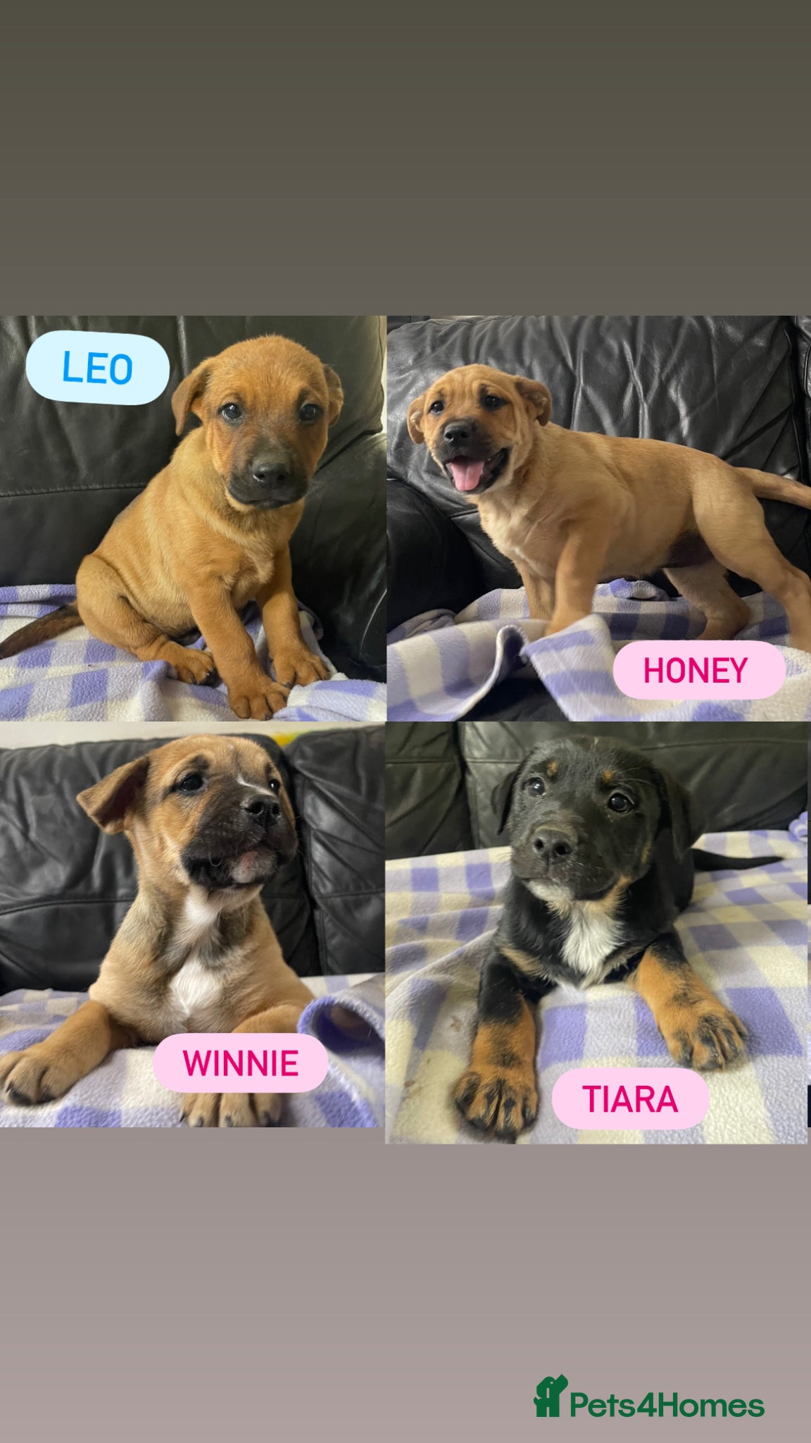 Mixed Breed dogs German shepherd x Staff litter - super friendly - Advert 1