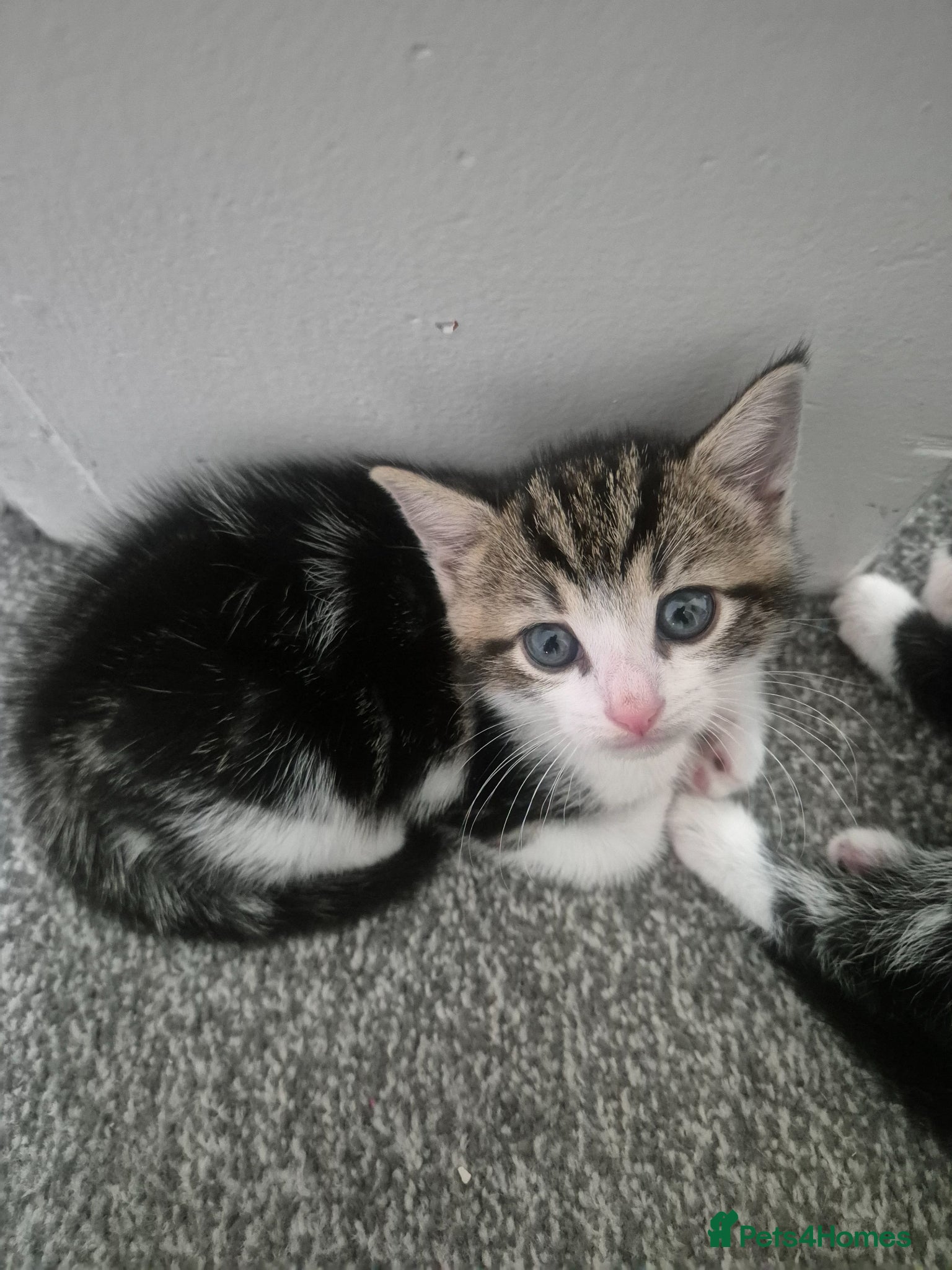 British Shorthair cats for sale: Three adorable kittens  in London - Advert 6