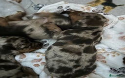 Miniature Dachshund dogs for sale: Chocolate Tan/dapple Miniature Dachsund - Image 12