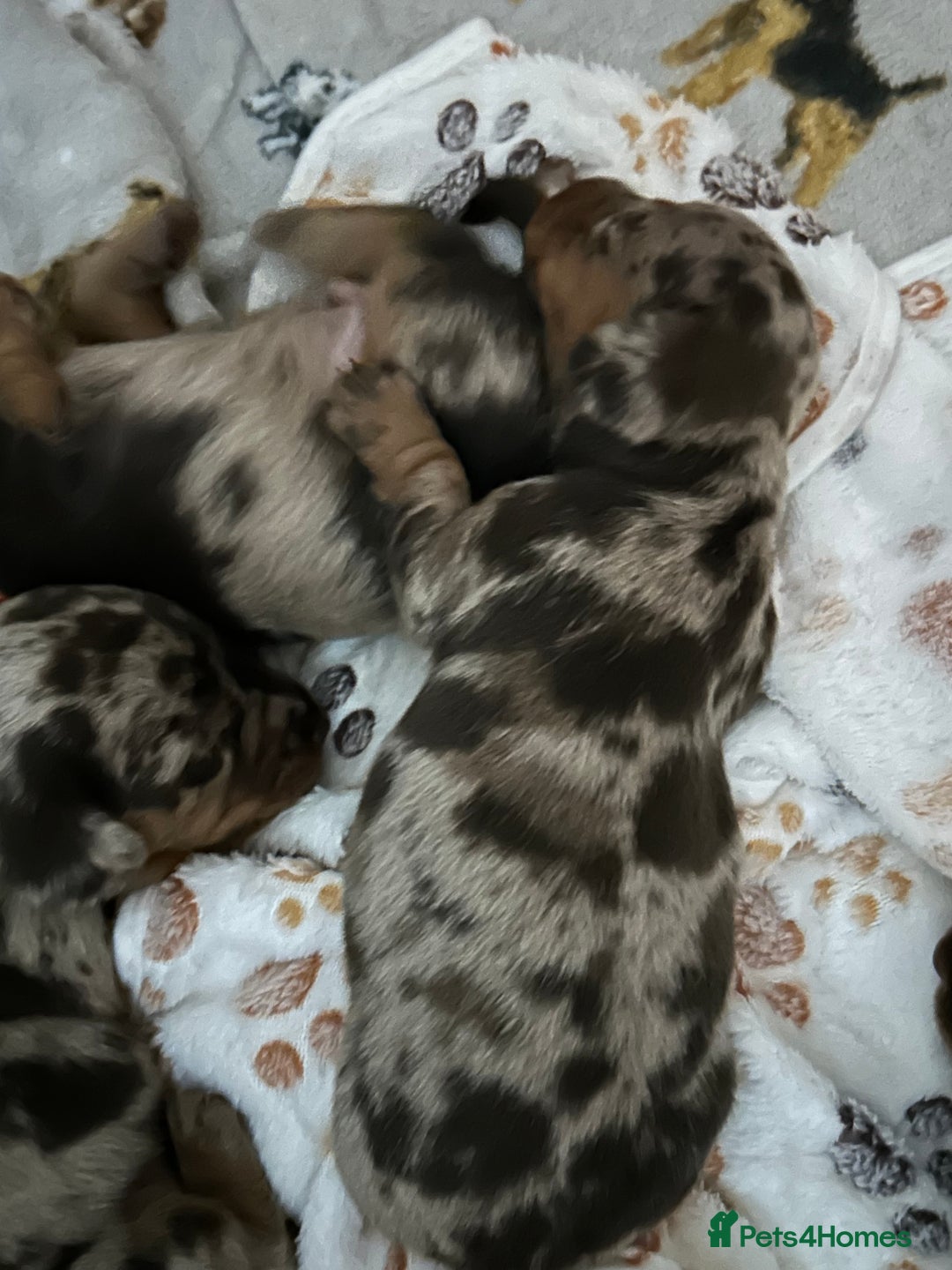 Miniature Dachshund dogs for sale: Chocolate Tan/dapple Miniature Dachsund - Image 12