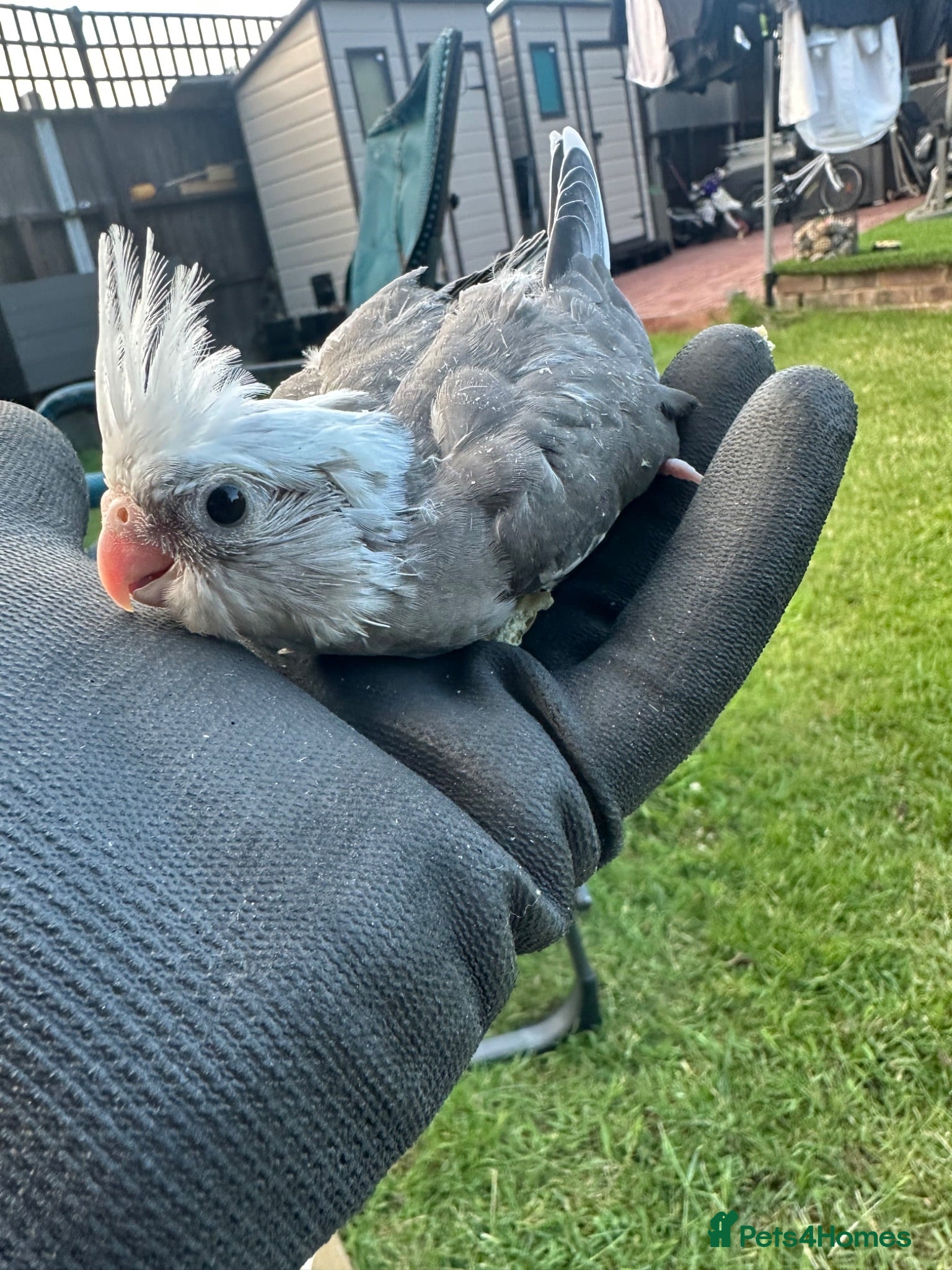 Cockatiels birds Whiteface Cockatiel Chick – Reserve Now - Advert 20