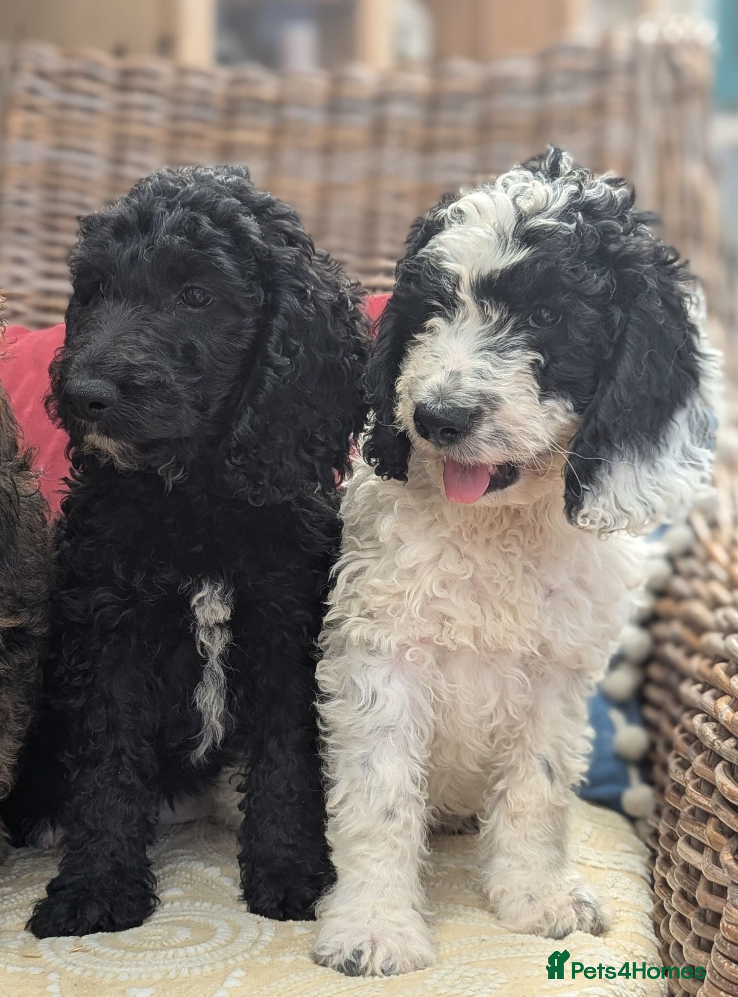Cockapoo dogs F1 Standard Cockapoo Puppies  - Advert 1