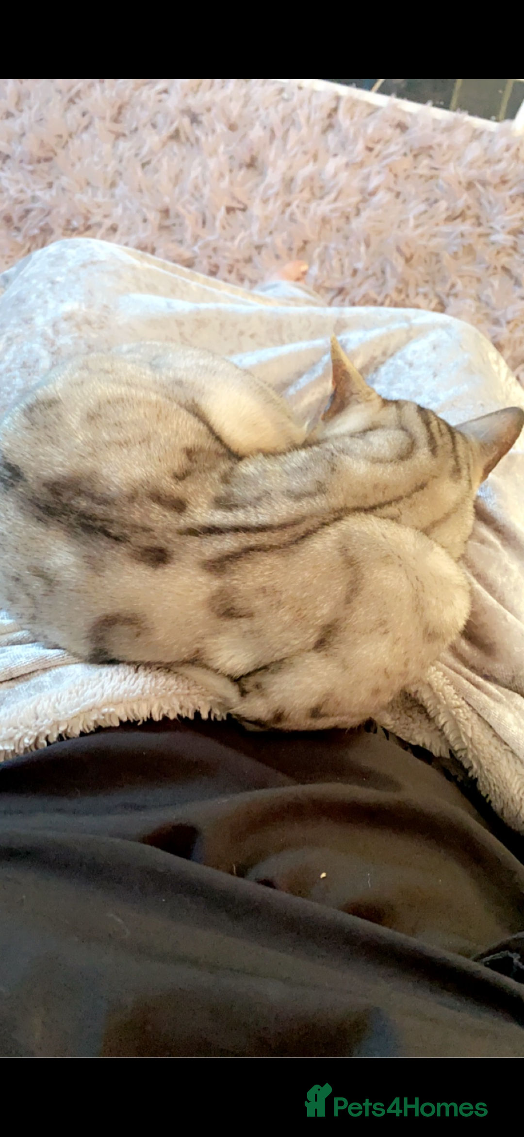 Bengal cats for sale: Snow sepia Bengal girl reluctantly needs rehoming - Advert 6