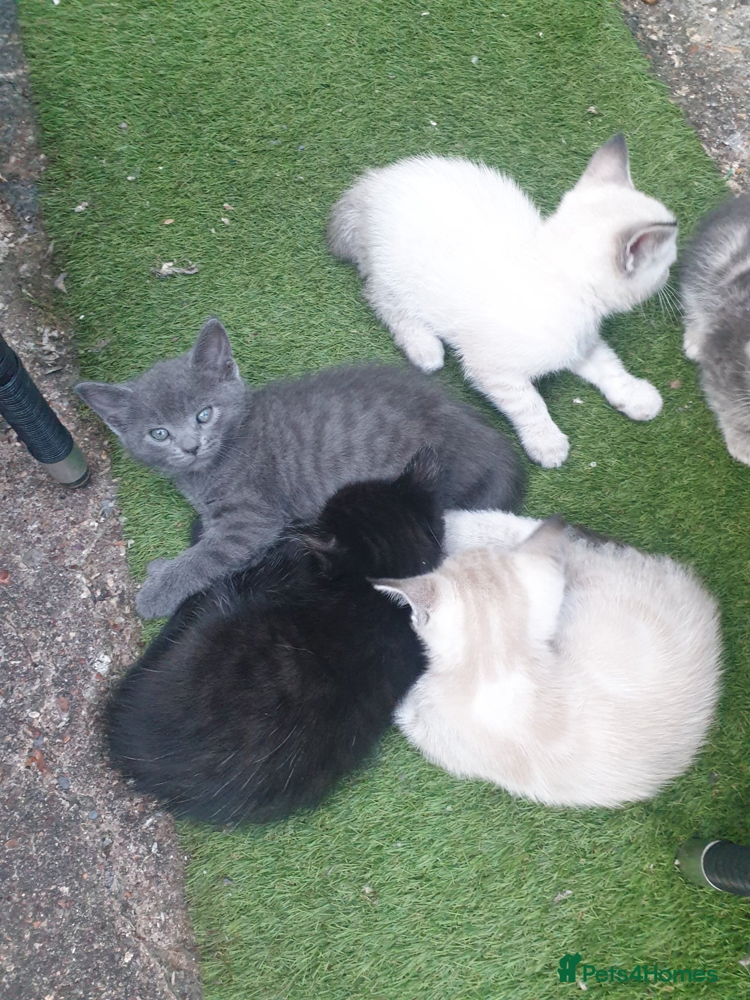 Mixed Breed cats for sale: Kittens for sale - Advert 5