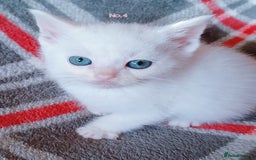 Mixed Breed cats for sale: 4 Gorgeous Pure White Kittens Available 7th Nov - Image 18
