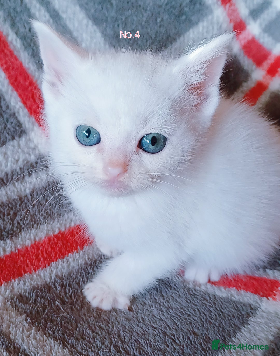 Mixed Breed cats for sale: 4 Gorgeous Pure White Kittens Available 7th Nov - Image 18