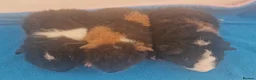 Guinea Pig rodents for sale: 3 purebred tricolour teddy male guinea pigs in Faringdon - Advert 2