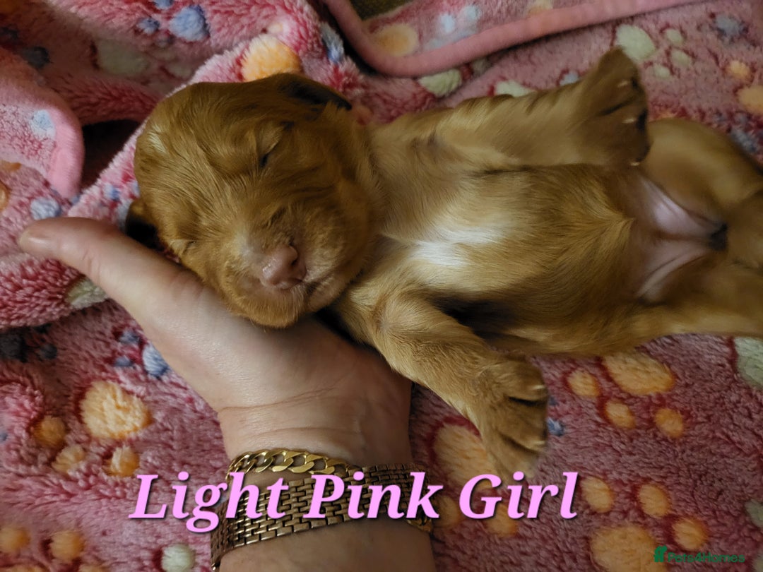 Cocker Spaniel dogs for sale: Working Cocker Spaniel Pups - Advert 13