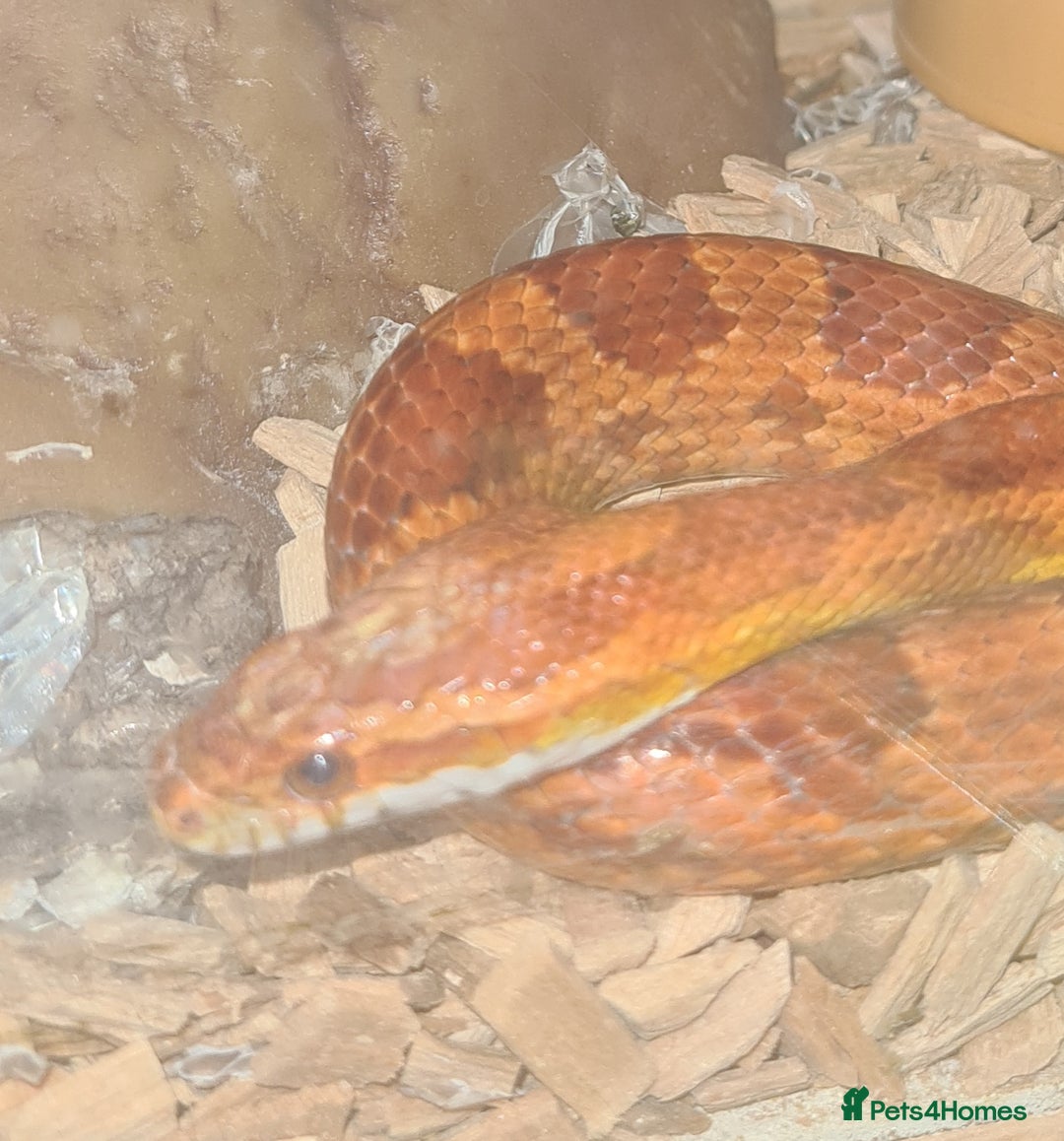 Corn Snake reptiles for sale: Viserion - Advert 1