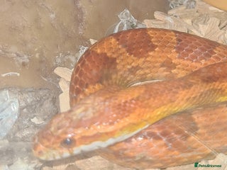 Corn Snake reptiles Viserion - Advert 5