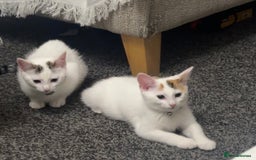 Domestic Shorthair cats for sale: Beautiful kittens ready to go - Image 2