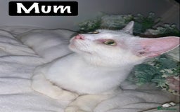 Mixed Breed cats for sale: Beautiful kittens Ready now Open to offers  in Chester - Image 31