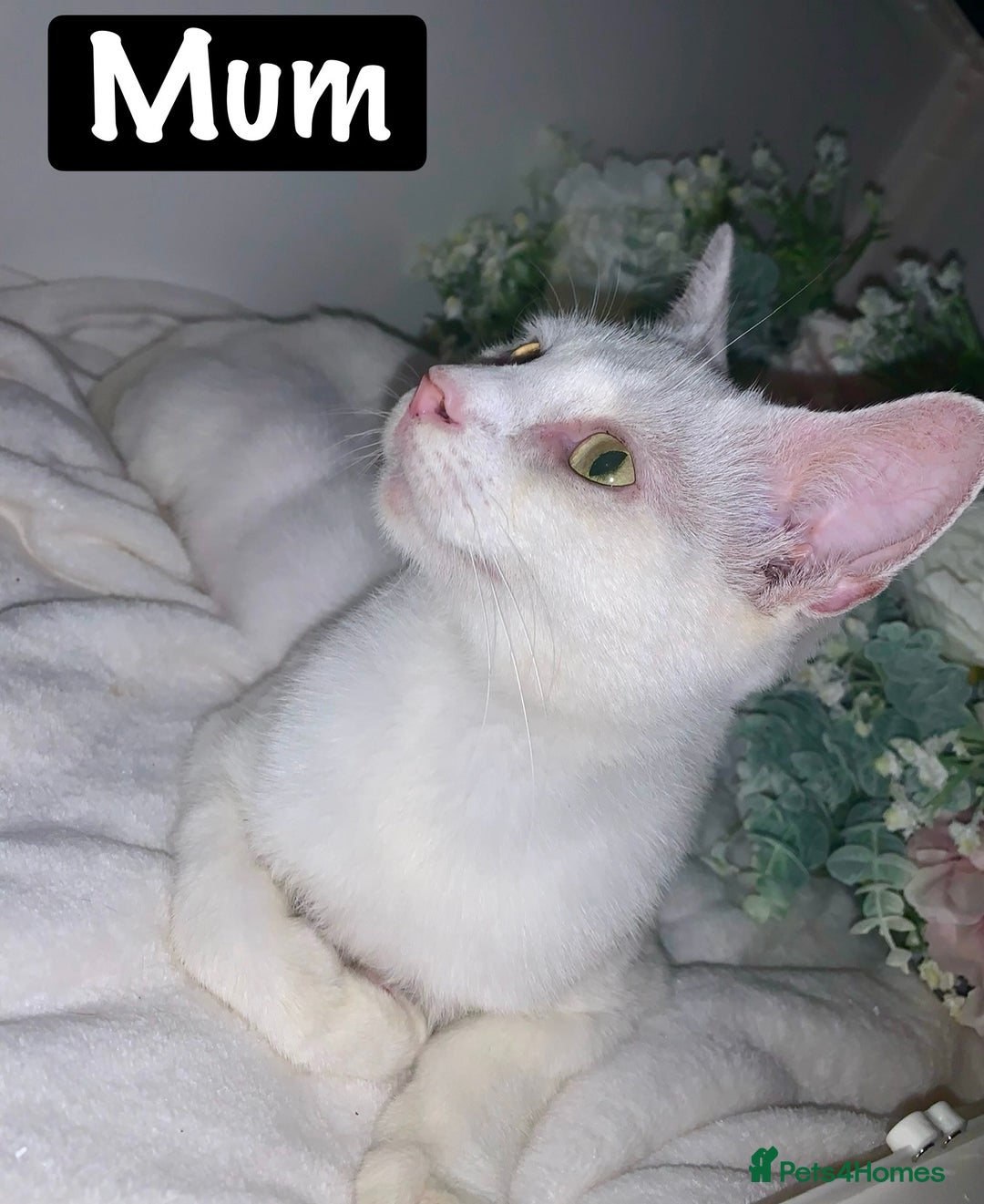 Mixed Breed cats for sale: Beautiful kittens Ready now Open to offers  in Chester - Image 31