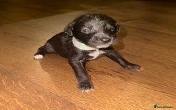 Mixed Breed dogs for sale: Stunning F1 Beddy Whippet Pups — Hearts Will Melt - Advert 11