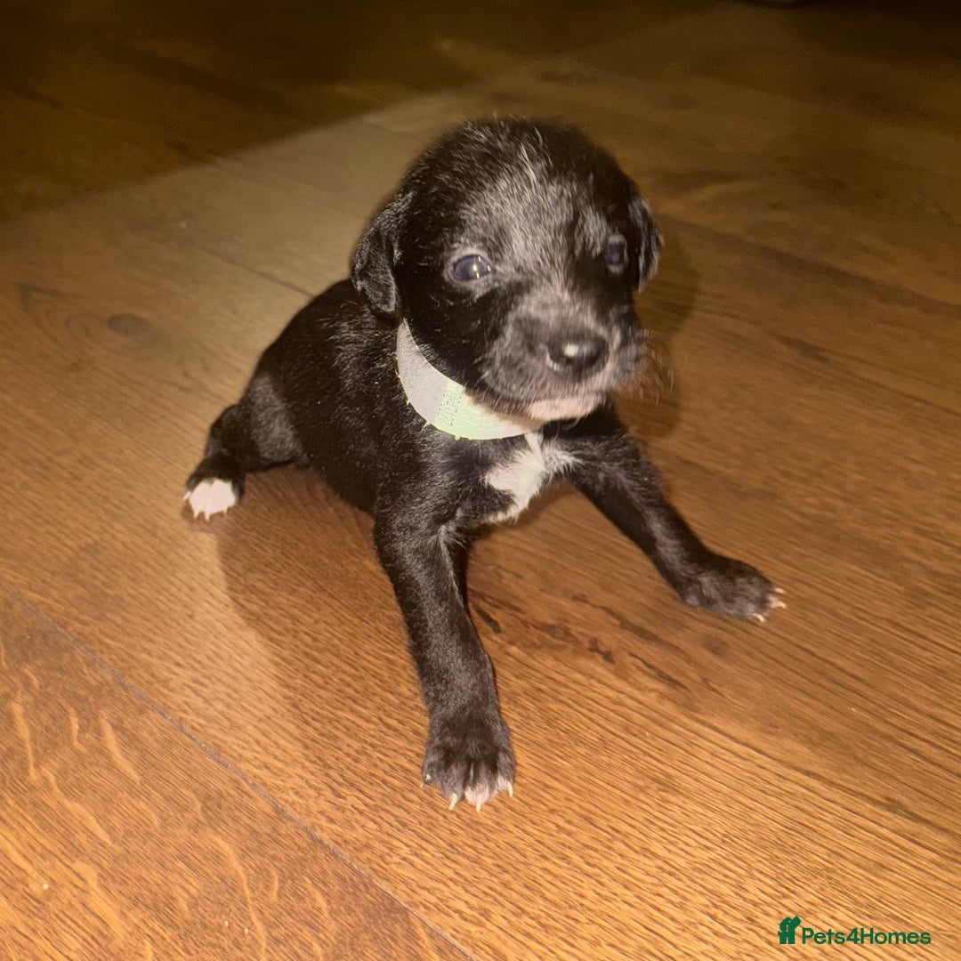 Mixed Breed dogs for sale: Stunning F1 Beddy Whippet Pups — Hearts Will Melt - Advert 11