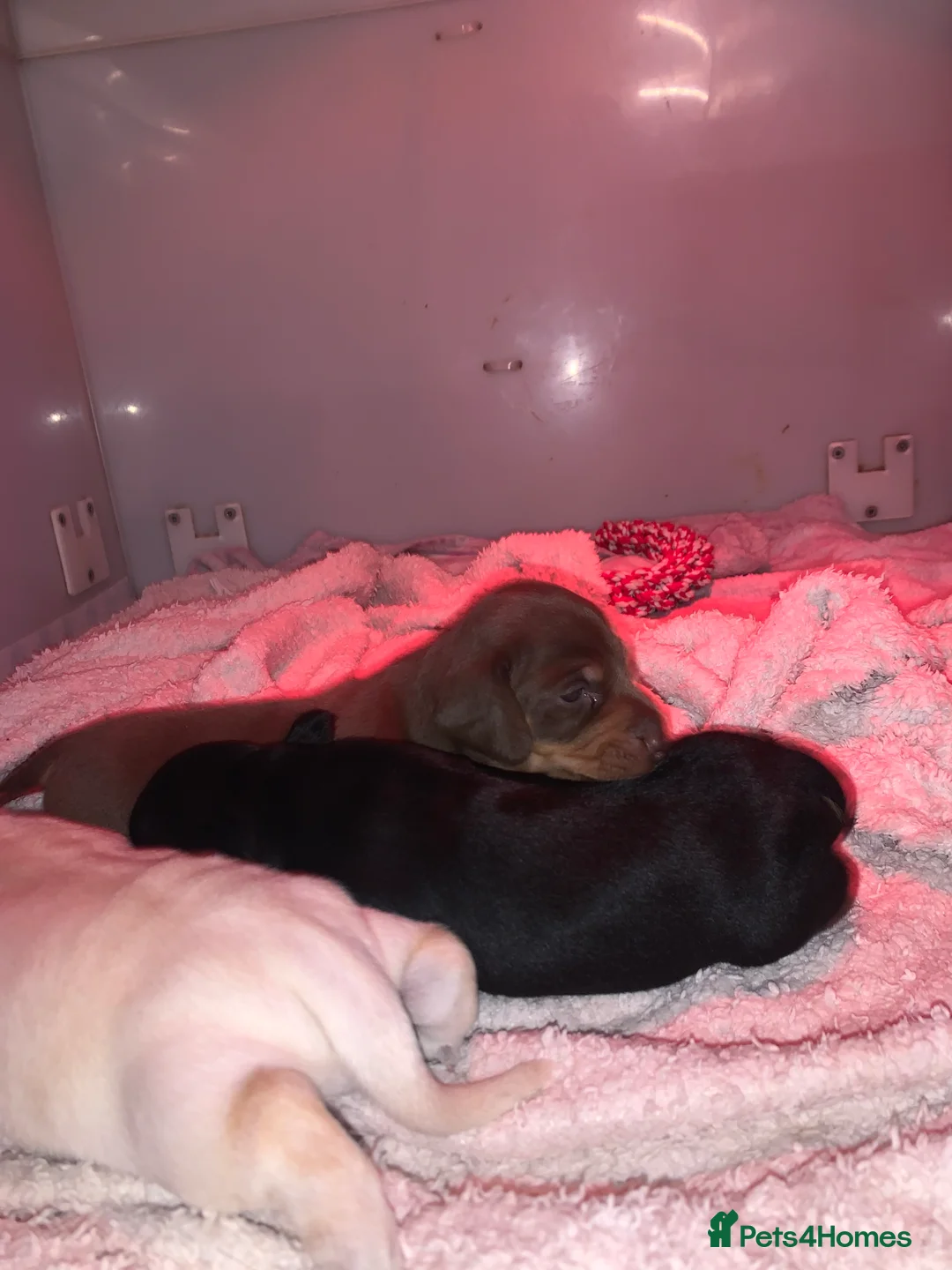 Dachshund dogs for sale: 🐾Adorable Dachshund Boys🐾 - Advert 5