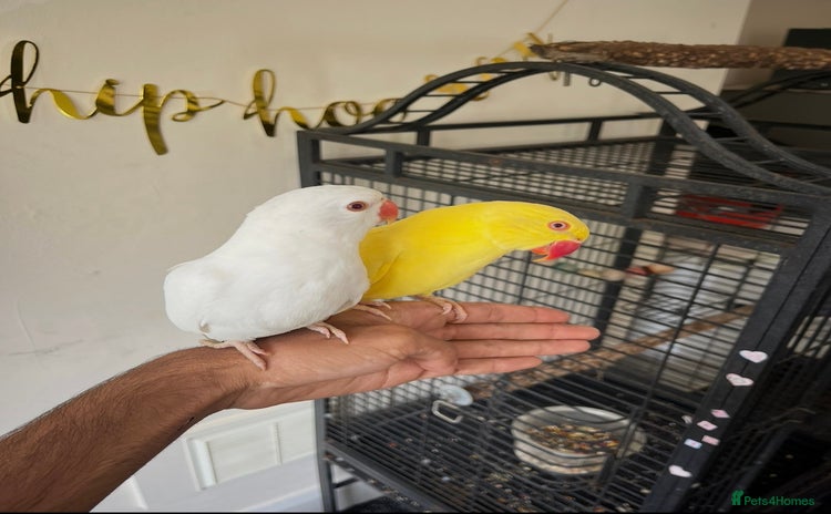 Ringnecks birds - Advert 1
