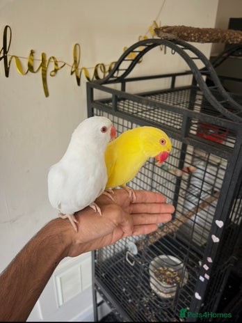Ringnecks birds - Advert 1