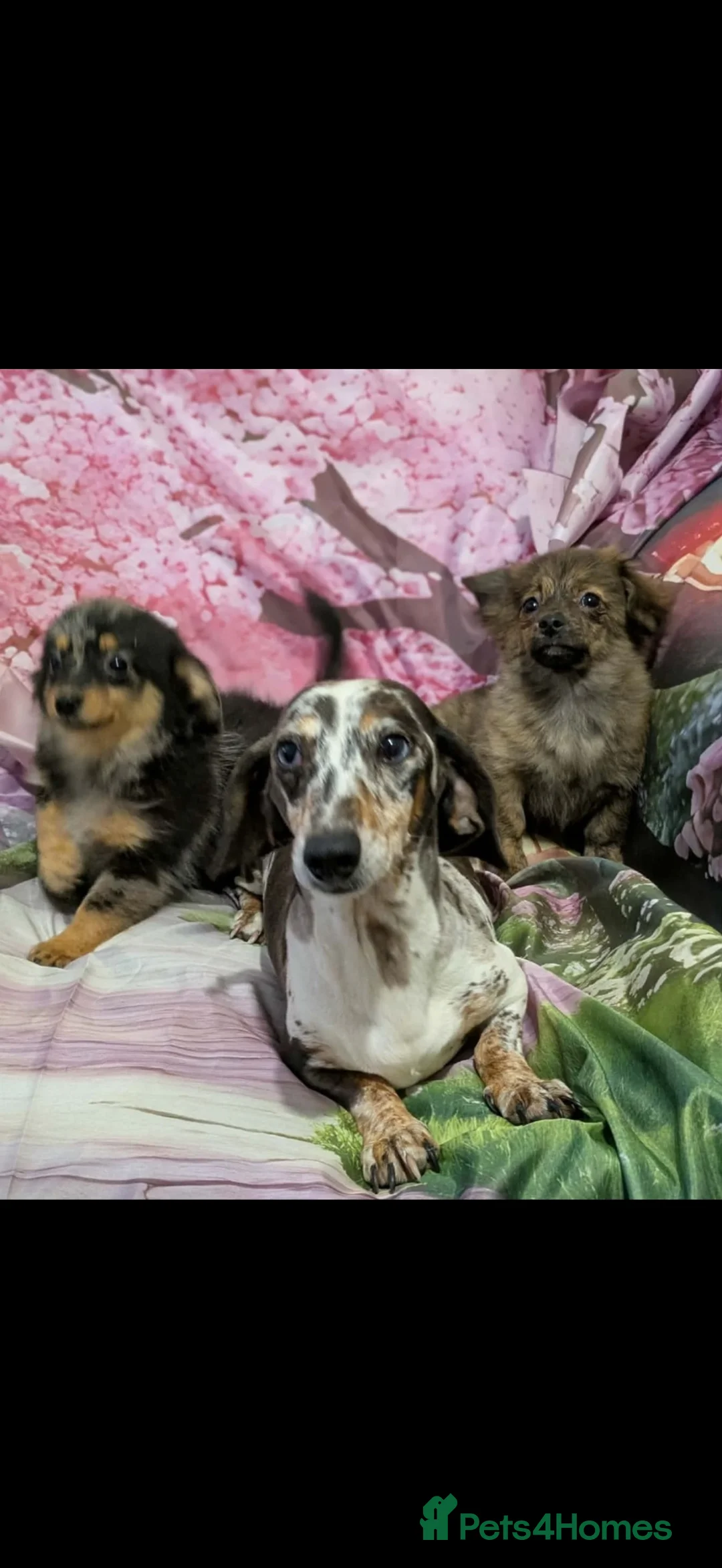 Mixed Breed dogs for sale: 💕 Adorable Tiny Pomweenie Puppies 💕 - Advert 9