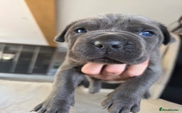 Cane Corso dogs for sale: Cane Corso puppies  - Image 2