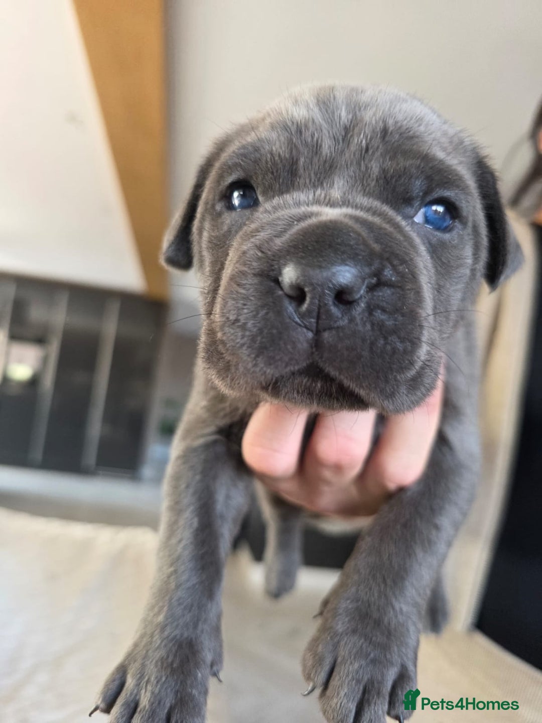 Cane Corso dogs for sale: Cane Corso puppies  - Image 2