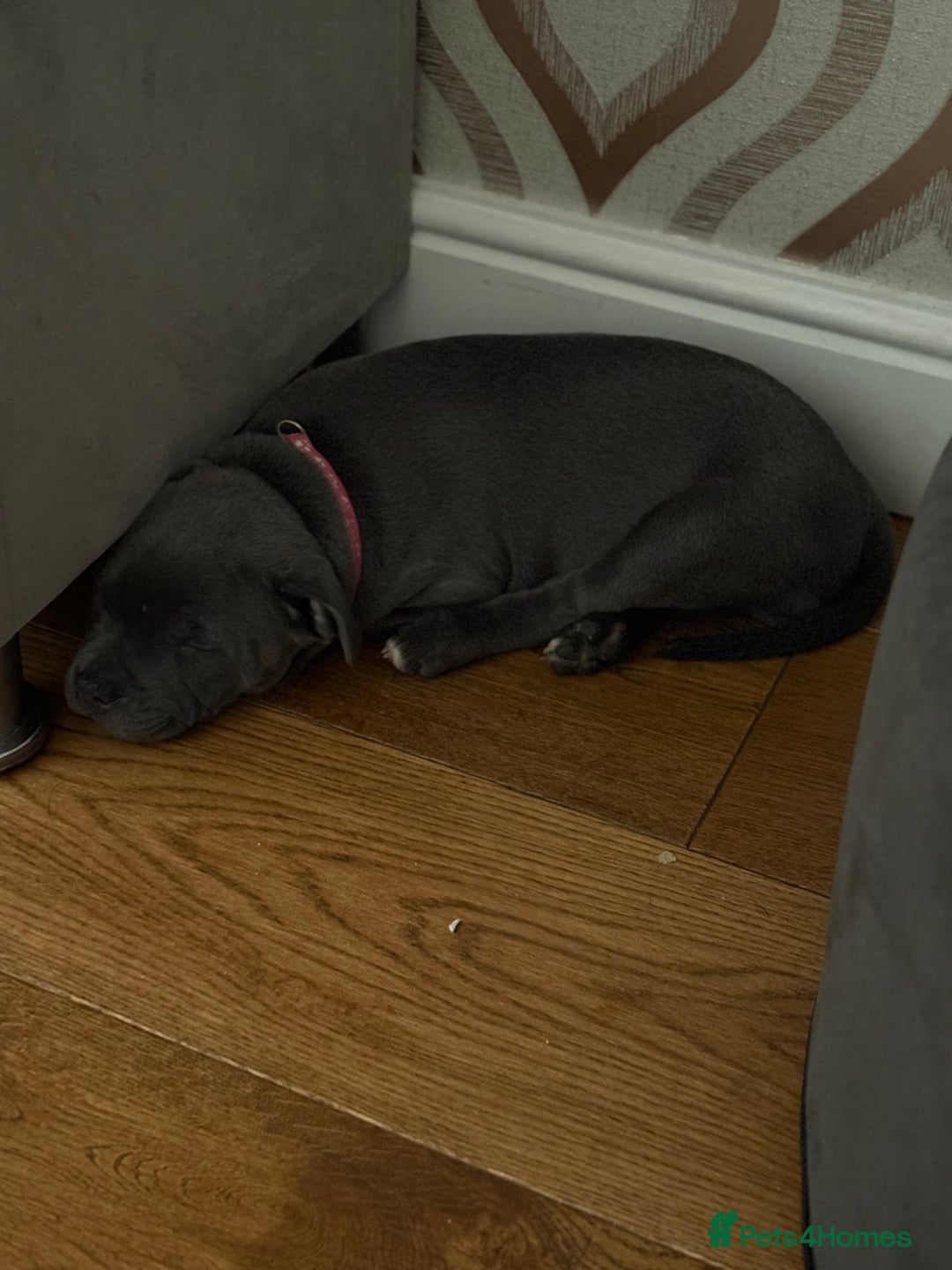 Staffordshire Bull Terrier dogs for sale: REDUCED * Kc registered Staffordshire blue terrier - Image 28