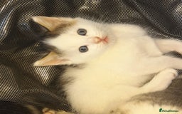 Mixed Breed cats for sale: Beautiful mixed kittens(only 1 boy left) - Image 3