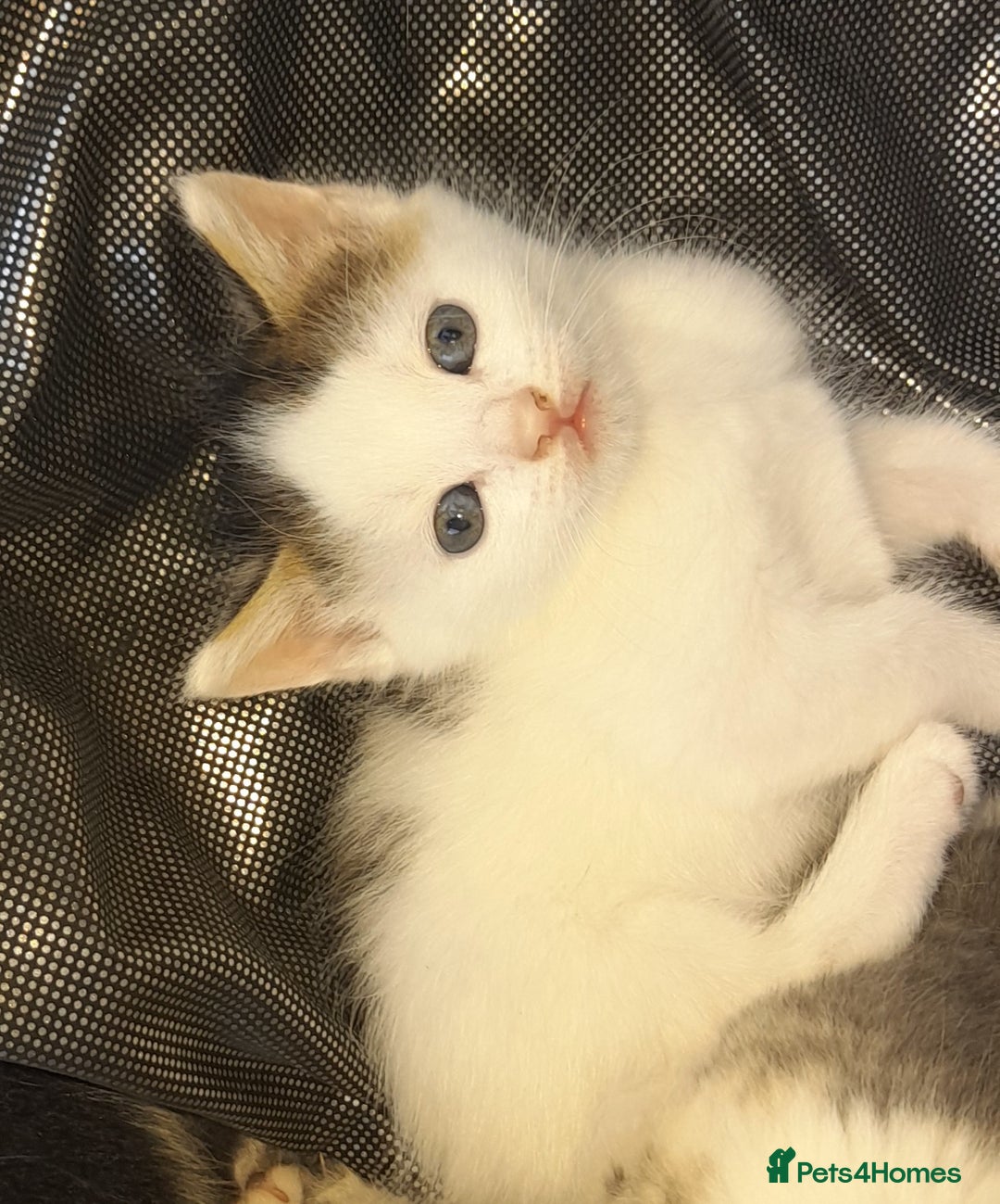 Mixed Breed cats for sale: Beautiful mixed kittens(only 1 boy left) - Image 3