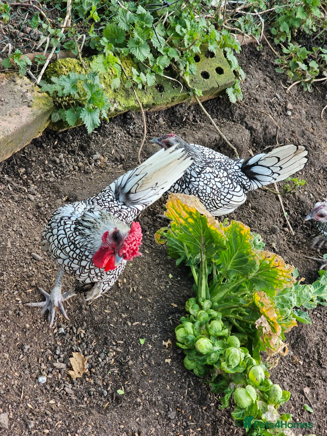 Chickens poultry for sale: 6 x Silver Sebright Hatching Eggs  in Morpeth - Advert 2