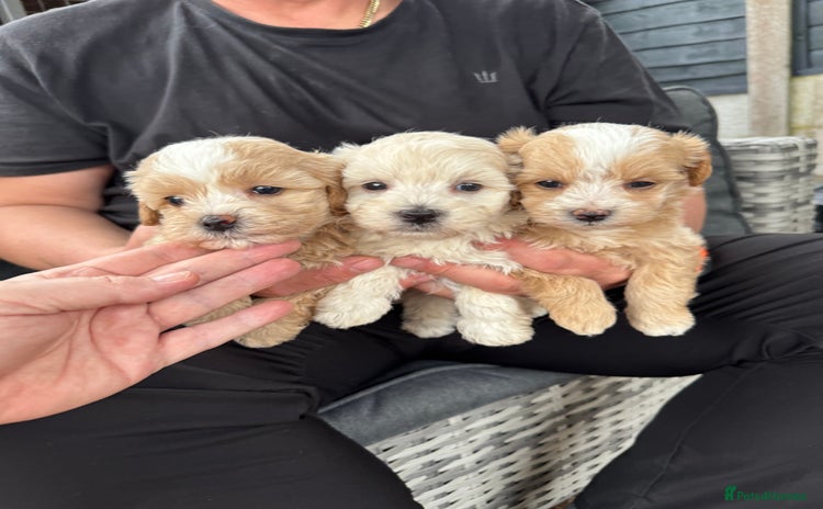 Maltipoo dogs - Advert 4
