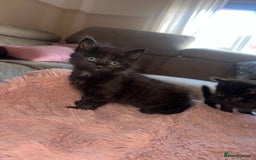 Norwegian Forest Cat cats for sale: Norwegian forest/ Bombay kittens  - Image 7