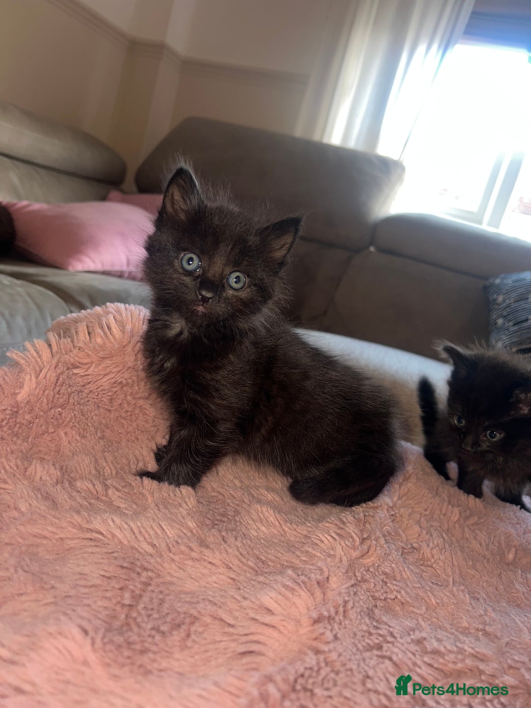 Norwegian Forest Cat cats for sale: Norwegian forest/ Bombay kittens  - Image 7