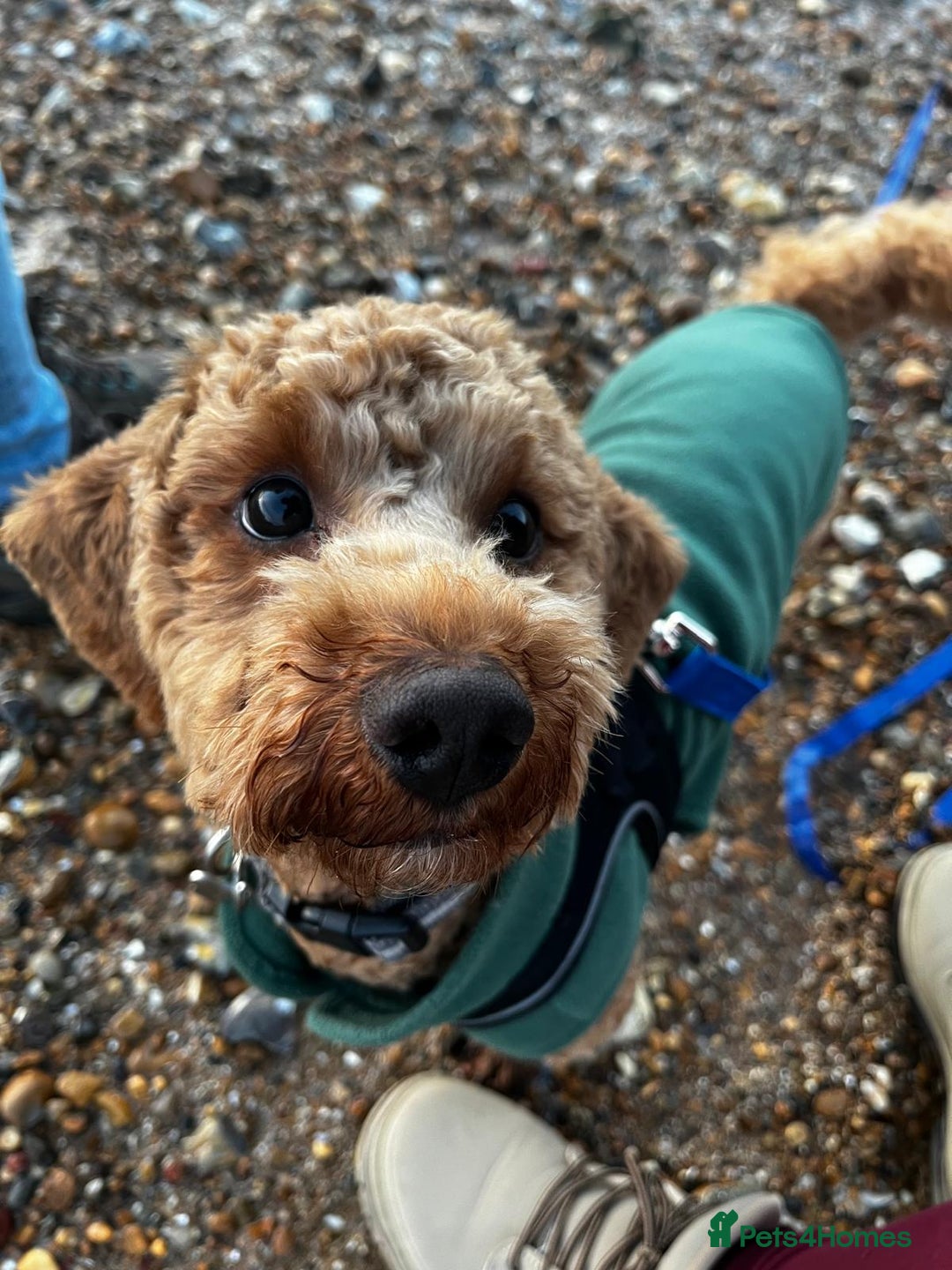 Cockapoo dogs for sale: Apricot coloured cockapoo boy - Advert 1