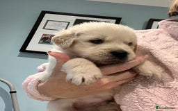 Golden Retriever dogs for sale: Stunning quality golden retriever puppies - Advert 16