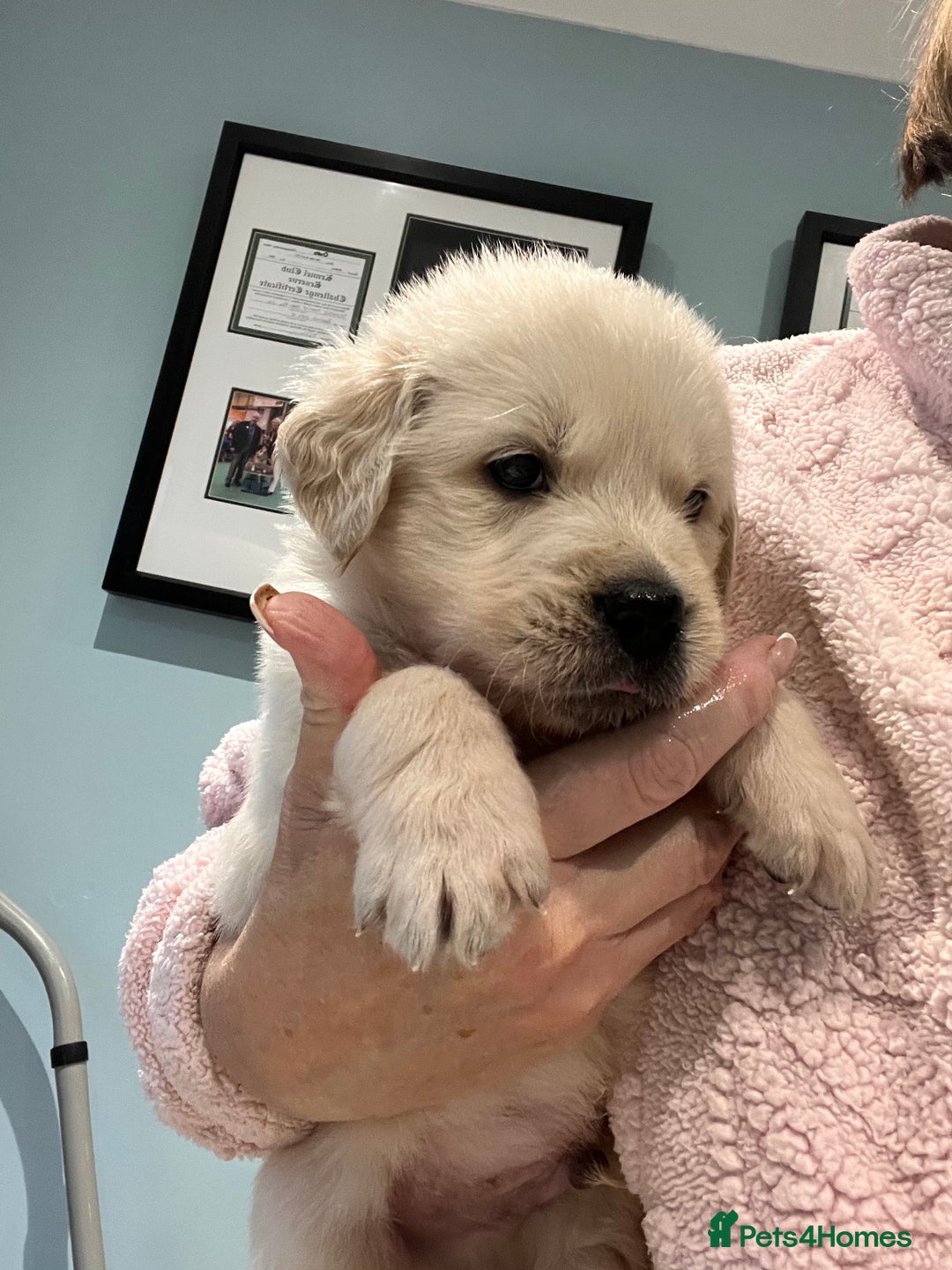 Golden Retriever dogs for sale: Stunning quality golden retriever puppies - Advert 16