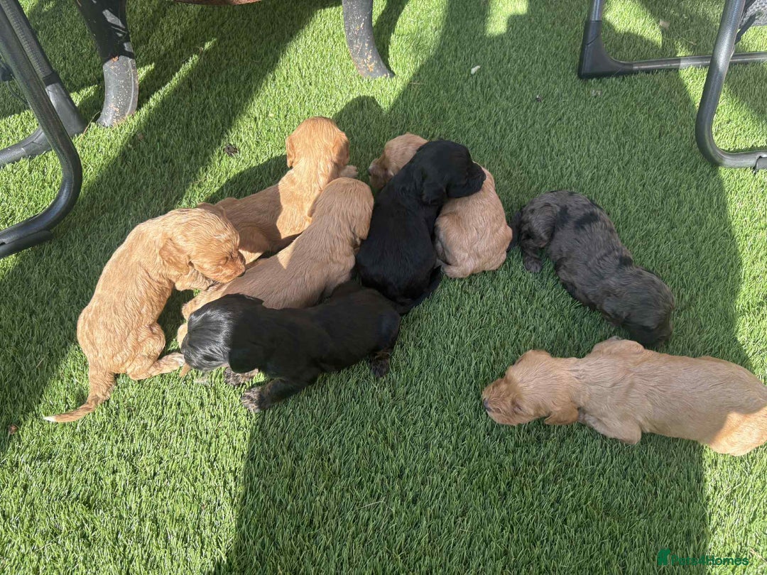 Cockapoo dogs for sale: Beautiful cockerpoo pups for sale - Image 23