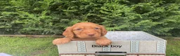 Cocker Spaniel dogs for sale: Kc reg hereditary clear working cocker spaniels in Ingatestone - Advert 11