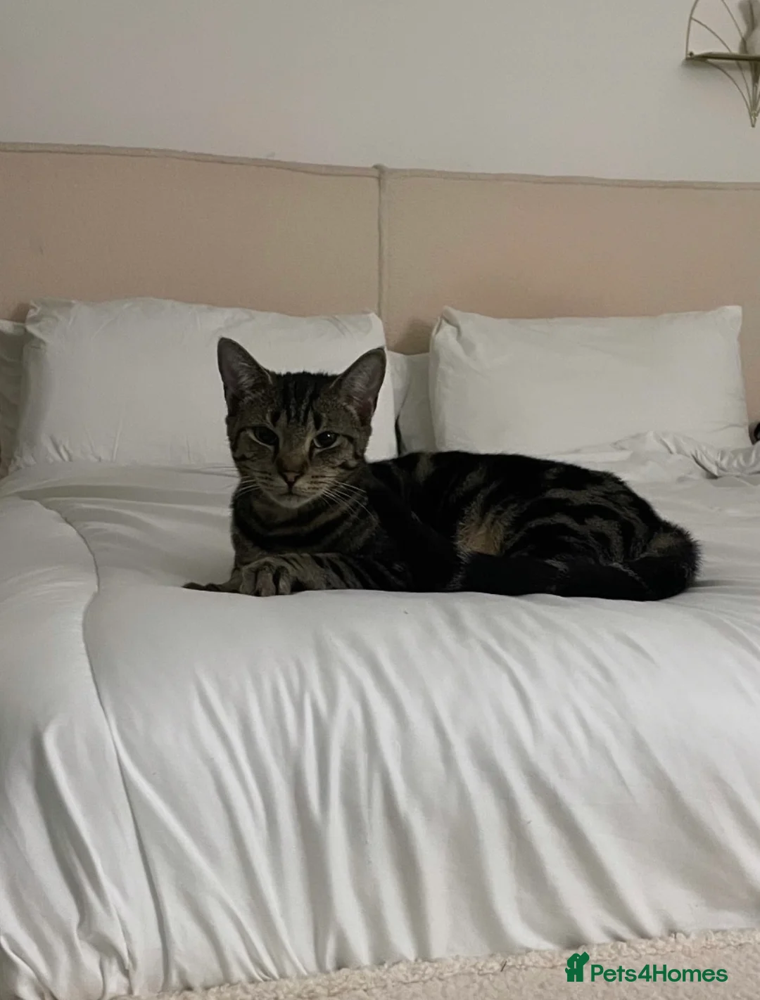 Mixed Breed cats for sale: Tabby cross ragdoll kittens - Advert 2