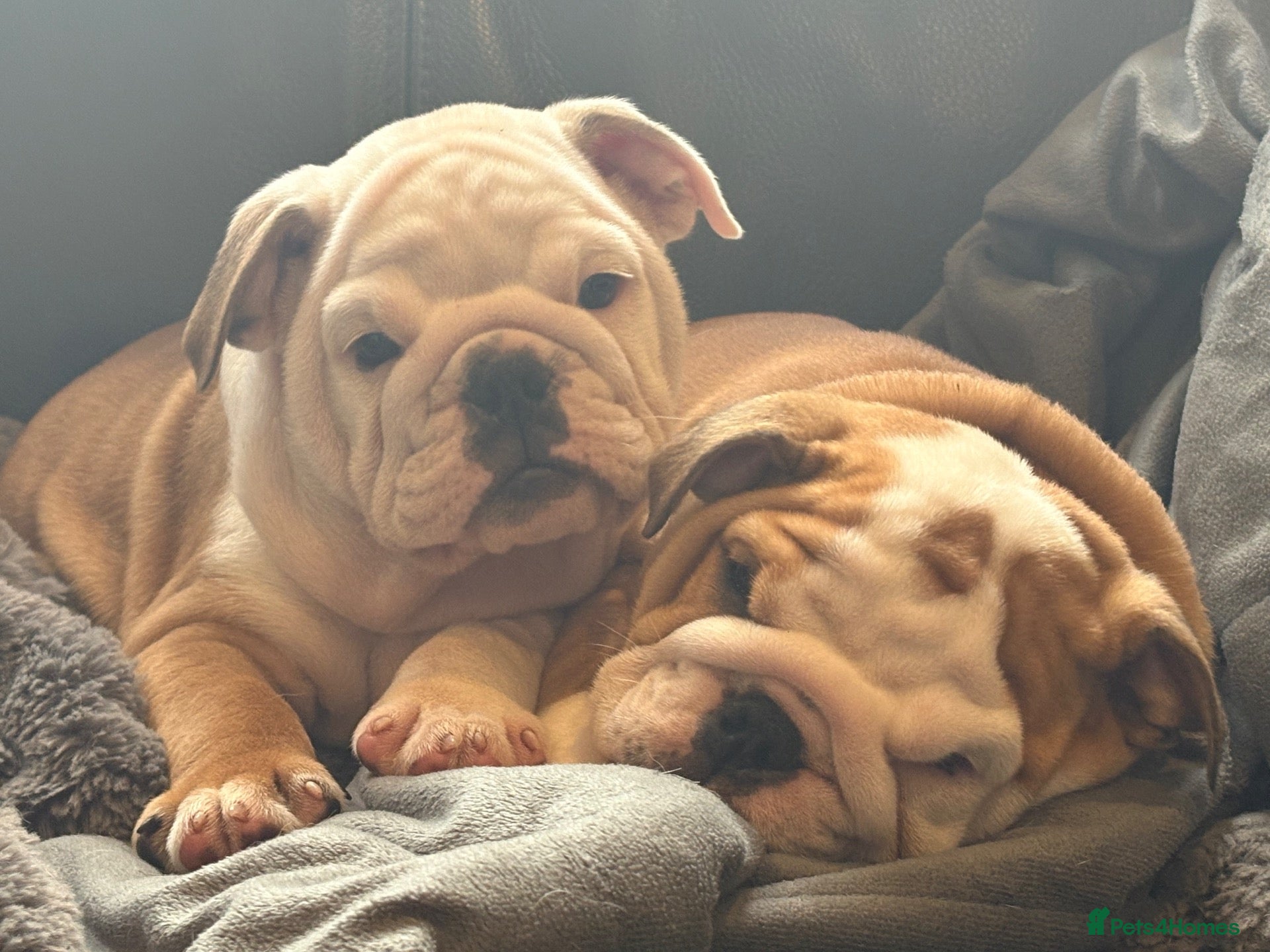 English Bulldog dogs for sale: Health tested Kc traditional red & white bulldogs - Advert 1