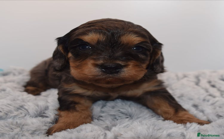 Cavapoo dogs - Advert 1